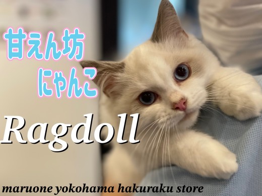 【 ラグドール 】どこまで人懐っこくなっちゃうの！？ぬいぐるみにゃんこの成長記録