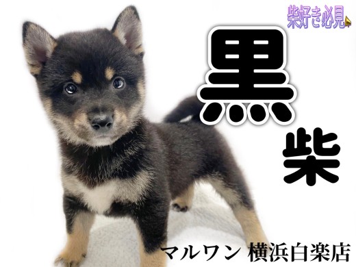 【 柴犬 】可愛いとかっこいいを持ち合わせたパワフルBOY！大人気の黒柴