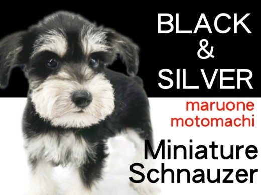 【 ミニチュアシュナウザー 】変わらぬ黒銀色の美しさが魅力のおひげわんこ!
