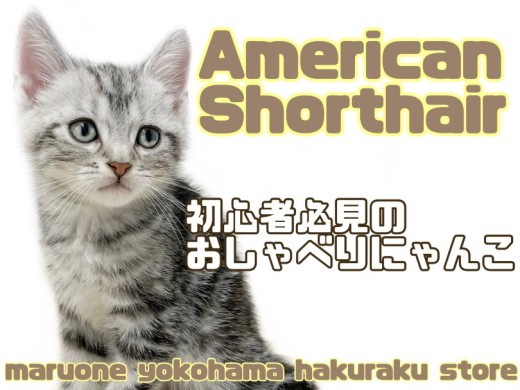 【 アメリカンショートヘア 】超甘えん坊！初心者必見な王道にゃんこ