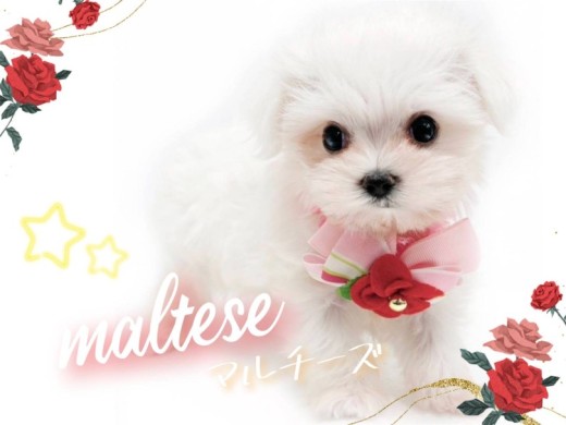 【 マルチーズ 】純白の貴公子が降臨!笑顔溢れる愛嬌たっぷりのマルちゃん