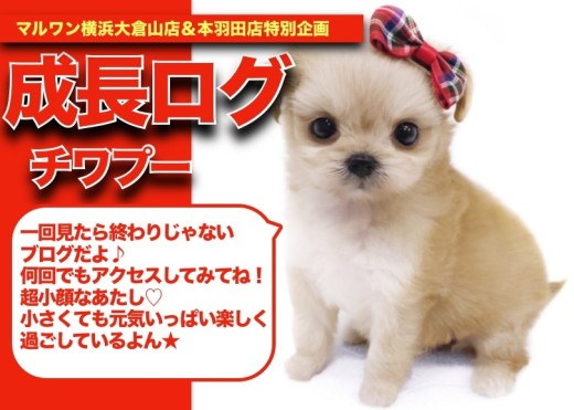 【 チワプーちゃんの成長アルバム 】片手に軽々乗れちゃうチワプーちゃんの成長記!!