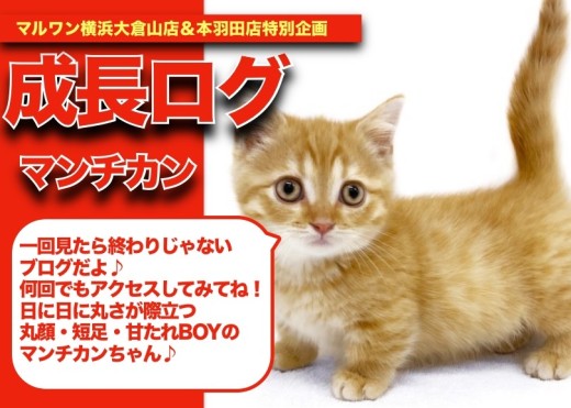 【 マンチカンちゃんの成長アルバム 】日に日に丸さが際立つマンチカンちゃんの成長記!