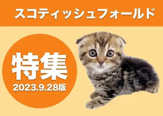 【 スコティッシュフォールド特集 】9/28現在在店中の全店舗のスコちゃんをご紹介！