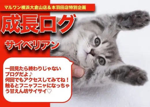 【 サイベリアンちゃんの成長アルバム 】超甘ったれなサイちゃんの成長記！