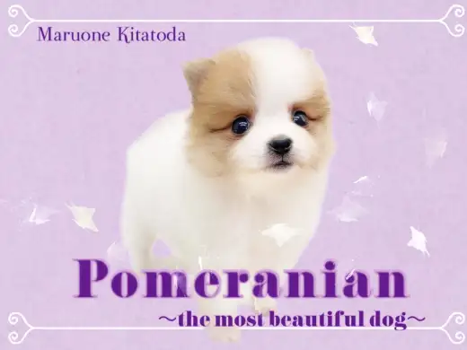 【 ポメラニアン 】美しき秋カラー！天使級のポメラニアン降臨！