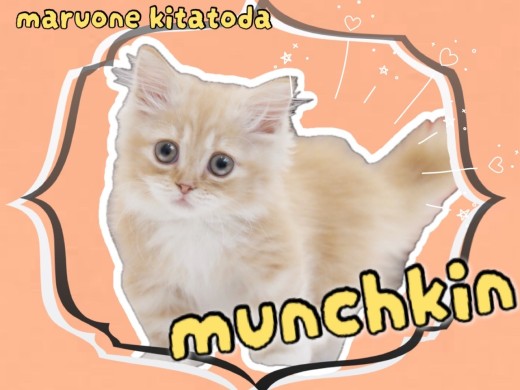 【 マンチカン 】とくとご覧あれ!短足界の最高のプロポーション!