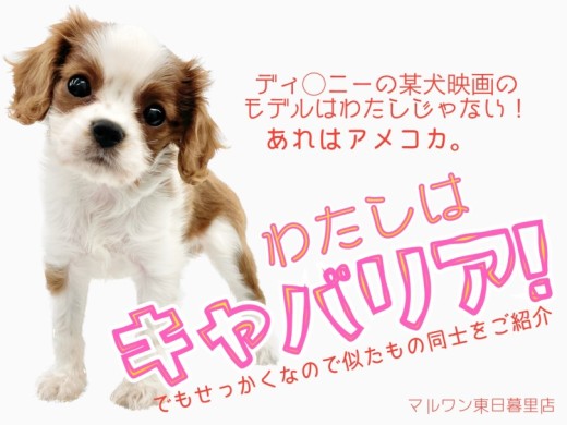 【 キャバリアキングチャールズスパニエル 】某映画のモデル犬？それ実は犬違い！？