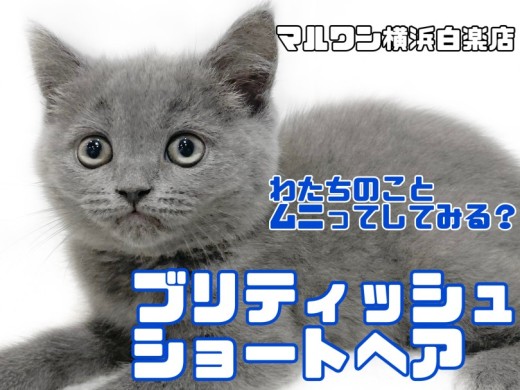【 ブリティッシュショートヘア 】甘えん坊猫好き必見！触り心地抜群まん丸にゃんこ