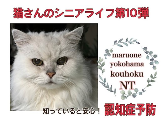 【 お役立て情報 】シニア猫さんの知ってると安心！認知症予防