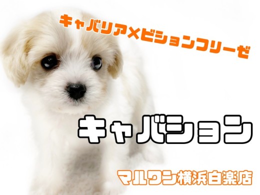 【 MIX 】プレミアム認定の大人気キャバション！フレンドリーすぎる性格にご注目