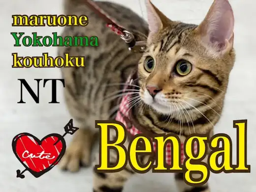 【 ベンガル 】港北NT店初!美しすぎるボディとカラーの甘えん坊BOY