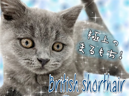 【 ブリティッシュショートヘア 】見て癒し!撫でて至福!極上ブルーにゃんこ!