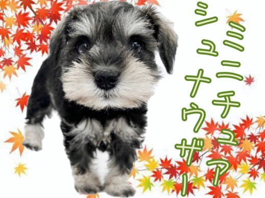 【 ミニチュアシュナウザー 】最高の家庭犬!癒し効果抜群の魅力を大放出