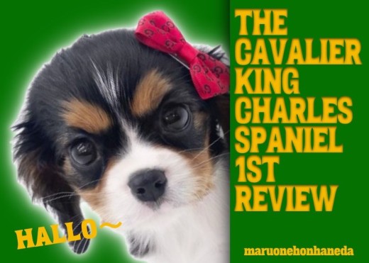 【 キャバリア 】トライカラーの超美男子!力強い瞳でアナタのハートを奪います!