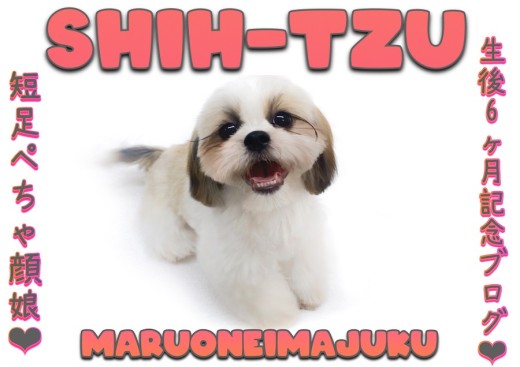 【 シーズー 】生後6ヶ月記念ブログ!初心者必見のスーパーフレンドリーな女の子!