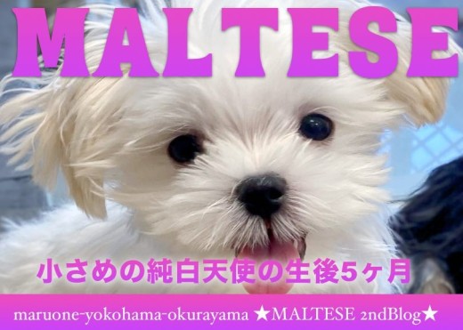 【 マルチーズ 】小さめサイズだけどビッグスマイルなマルちゃん2ndブログ!