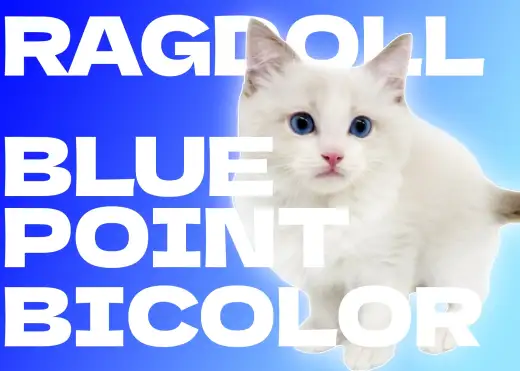【 ラグドール 】丸みのあるお顔とブルーの瞳の甘えんBOY！！