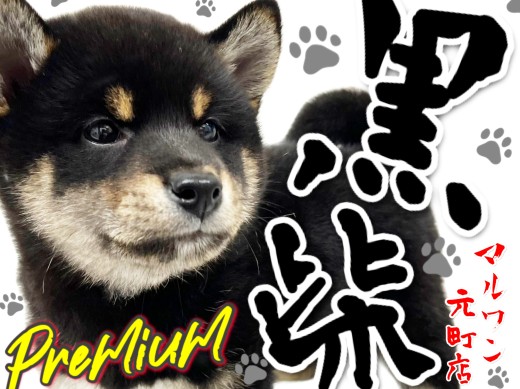 【 柴犬 】THE・日本犬!プレミアム級な黒いクマさん!