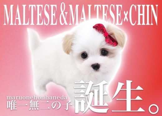 🐾 どこにでもついて行きたいので、一緒に出れて ご機嫌くん