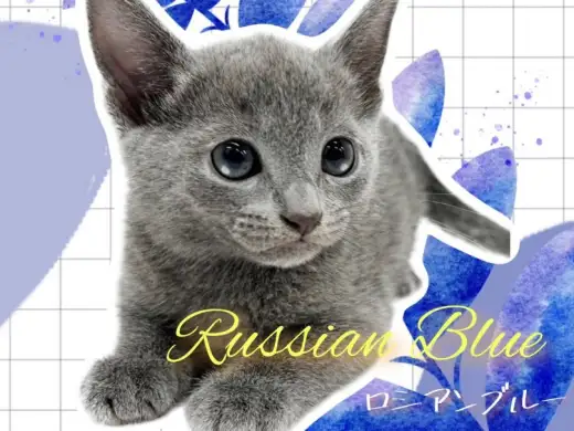 ロシアンブルー 】気品ある美しさにくぎ付け！ロシアンスマイル炸裂で