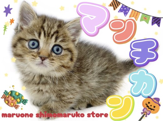 【 マンチカン 】やっぱり可愛い愛されキャット!短足タイプの癒し系はボクのこと!