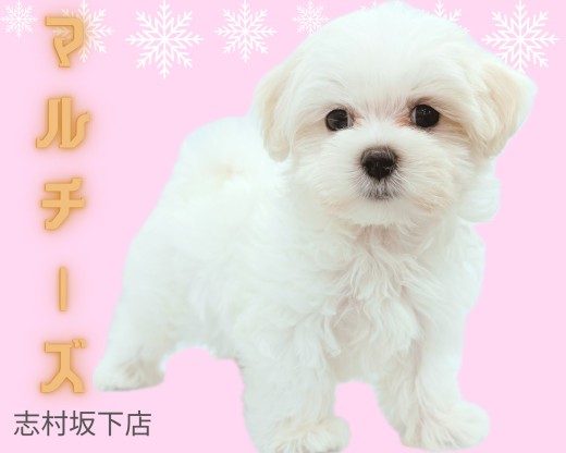 【 マルチーズ 】おっとり性格の冬先取り純白天使入店!