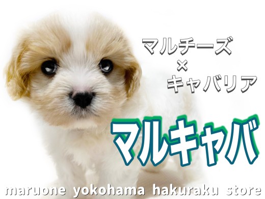 【 MIX 】抜群の癒され度！魅力たっぷりな大注目MIX犬マルキャバが降臨！