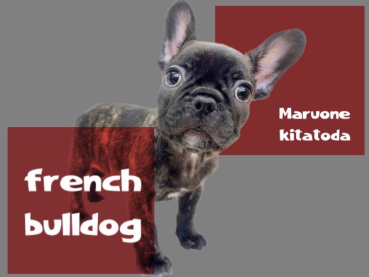 【 フレンチブルドック 】あなたを笑顔にして見せます!ぺちゃ顔界のプリンス登場!