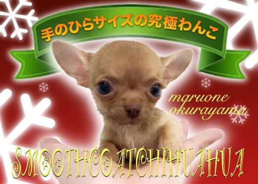【 スムースコートチワワ 】5年ぶりにやってきた！手のひらサイズの究極わんこ！