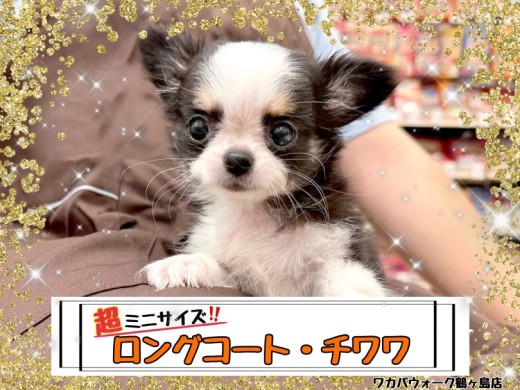 【 チワワ 】これぞ童顔可愛い系チワワ！リトルプレミアムガール