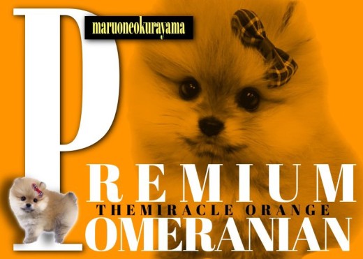 【 ポメラニアン 】スーパーウルトラ級のプレミアムなたぬきポメラニアン！！！