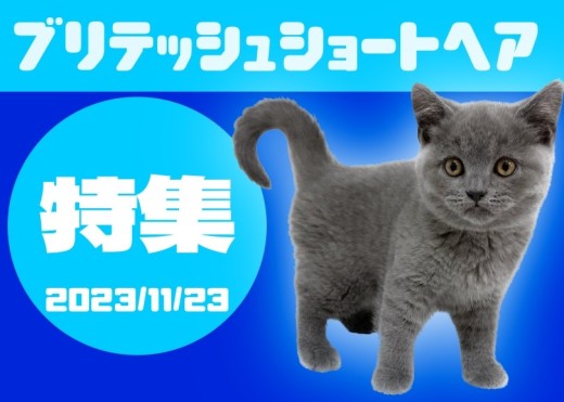 【 ブリテッシュショートヘア特集 】11/23現在全店舗のまるまるブリちゃん！