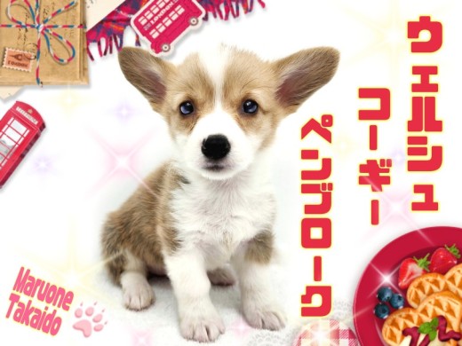 【 ウェルシュコーギーペンブローク 】ちびっこサイズののんびりちゃん!