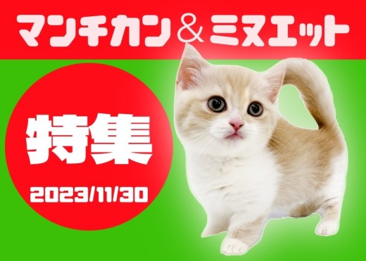 【 マンチカン＆ミヌエット特集 】11/30現在全店舗の短足で有名なマンチカン＆ミヌエット！