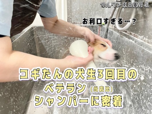 【 コーギー 】お利口すぎて動じないこぎたんの犬生3回目シャンプーに密着！