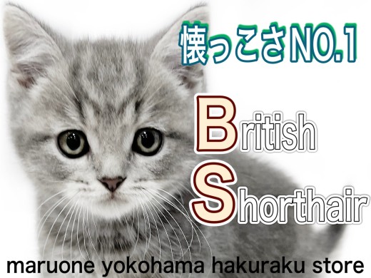【 ブリティッシュショートヘア 】外見も性格もパーフェクトな超甘えん坊ニャンコ！