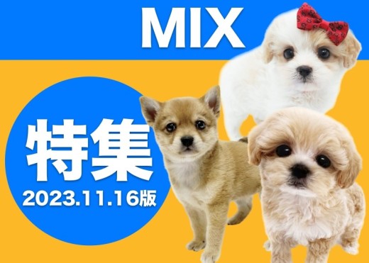 【 MIX特集 】11/16現在各店舗からピックアップしてご紹介！オンリーワンコたち！