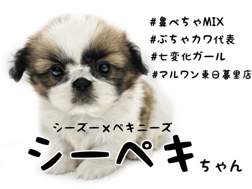 【 シーズー×ペキニーズ 】鼻ぺちゃ界の七変化ガール！シーペキちゃんがやってきた