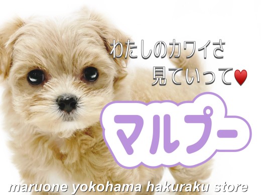 【 MIX 】濃いめアプリコットカラーの大人気MIX！元気いっぱいな姿にご注目