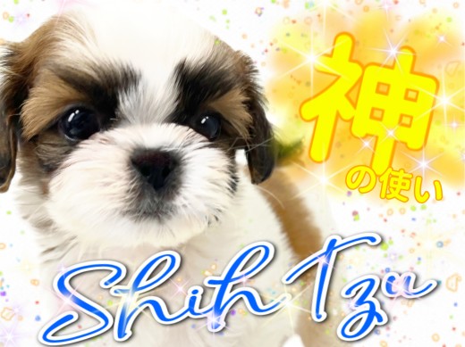 【 シーズー 】「神の使い」と崇められた聖なるわんこ!