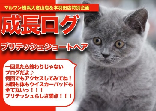 【 ブリちゃんの成長アルバム 】全てが丸いブリテッシュらしさ満点!ブリちゃんの成長記!