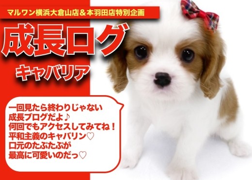【 キャバリンの成長アルバム 】むちころ!!平和主義のキャバリンの成長記!