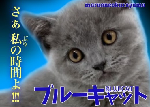 【 ブリティッシュショートヘア 】顔丸・体丸・性格花丸な甘えん坊なブルーキャット!