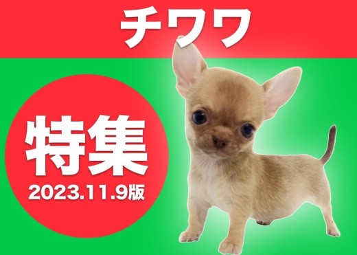 【 チワワ特集 】11/9現在在店中の小さなチワワちゃん達をご紹介！！