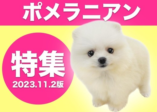 【 ポメラニアン特集 】11/2現在在店中のカラバリ豊富なポメラニアンをご紹介！