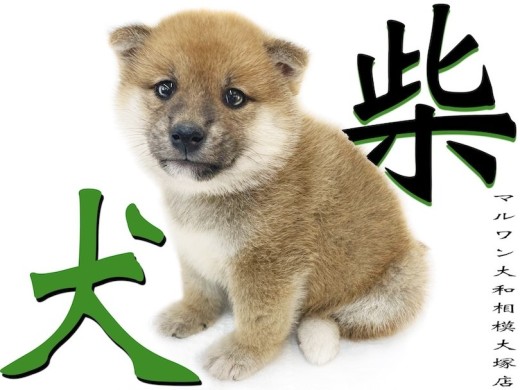 【 柴犬 】凛とした中に感じる愛らしいルックスが良し!忠誠心のある器量もまた良し