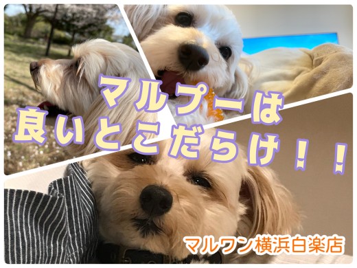 【 スタッフライフブログ 】マルプーと共に暮らすスタッフがその魅力を語り尽くす！