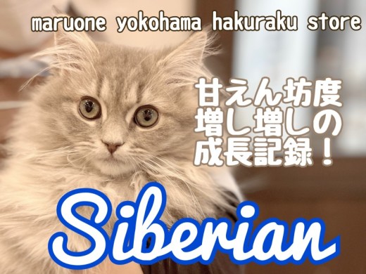 【 サイベリアン 】飼育経験者も大絶賛！もはや犬以上の人懐っこさは必見！