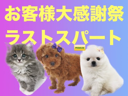 【 お知らせ 】お客様大感謝祭ラストスパート！運命の出会いは鶴見店で！